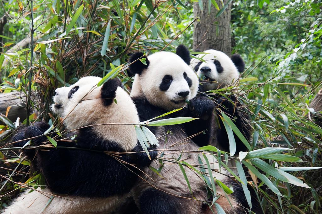 Rayfont Hotel Chengdu Longquanyi Bagian luar foto
